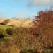 Baies de haie en automne, ressource naturelle pour une haie nourriciรจre destinรฉe aux oiseaux