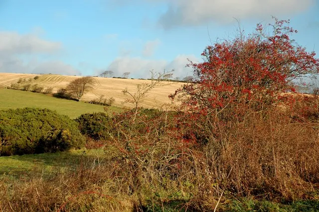 Baies de haie en automne, ressource naturelle pour une haie nourriciรจre destinรฉe aux oiseaux