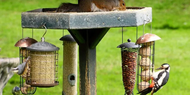 Hauteur mangeoire oiseaux dans un jardin avec mangeoire installée