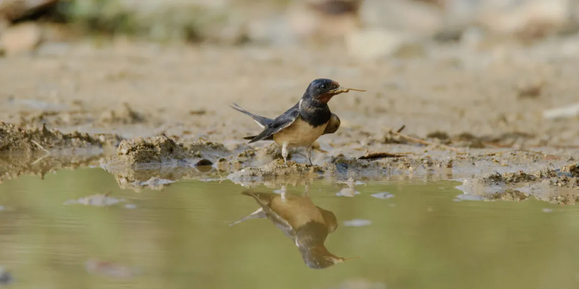 Hirondelle posée au bord d’une zone humide en train de prélever de la boue.
