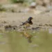 Hirondelle posรฉe au bord dโune zone humide en train de prรฉlever de la boue.