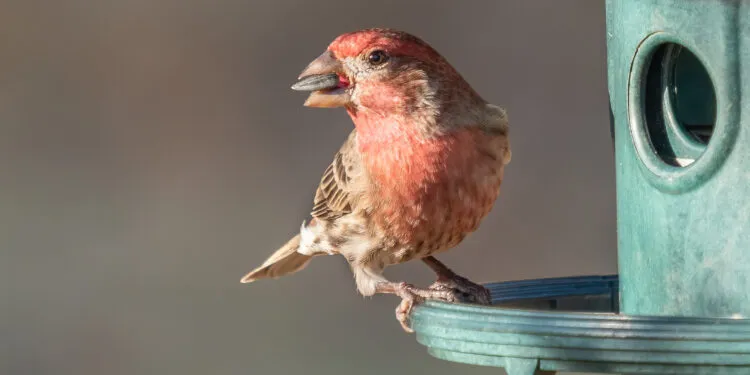 mangeoire anti-gaspillage pour oiseaux limitant les graines au sol dans un jardin