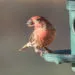 mangeoire anti-gaspillage pour oiseaux limitant les graines au sol dans un jardin