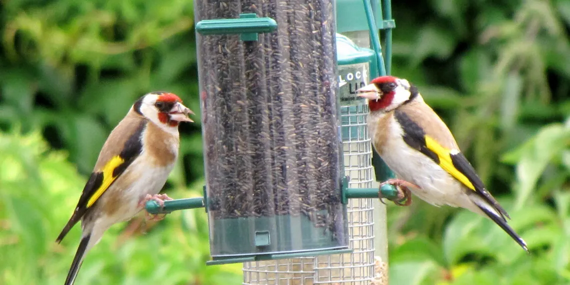 Deux chardonnerets sur une mangeoire de jardin, sans chat ni prédateur visible