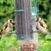 Deux chardonnerets sur une mangeoire de jardin, sans chat ni prรฉdateur visible