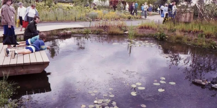 Petite mare de jardin bordée de végétation.