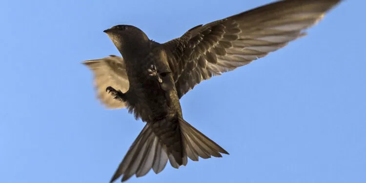 Martinet noir en vol, silhouette effilée au-dessus des maisons