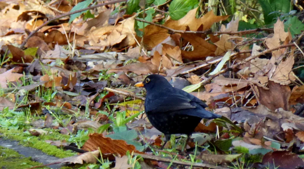 Merle noir au sol parmi des feuilles mortes.