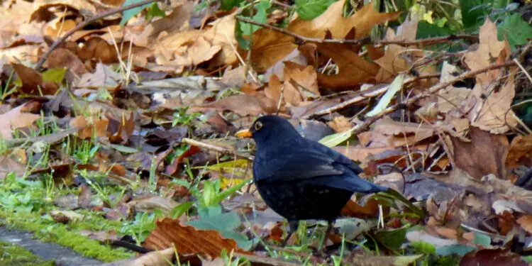 Merle noir au sol parmi des feuilles mortes.