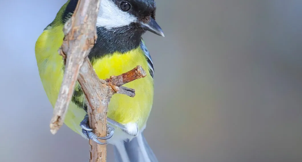 Mésange charbonnière au plumage jaune et noir posée sur une branche