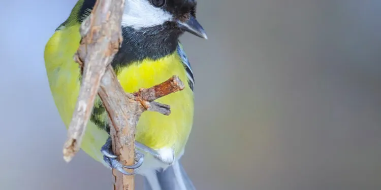 Mésange charbonnière au plumage jaune et noir posée sur une branche