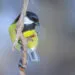 Mรฉsange charbonniรจre au plumage jaune et noir posรฉe sur une branche