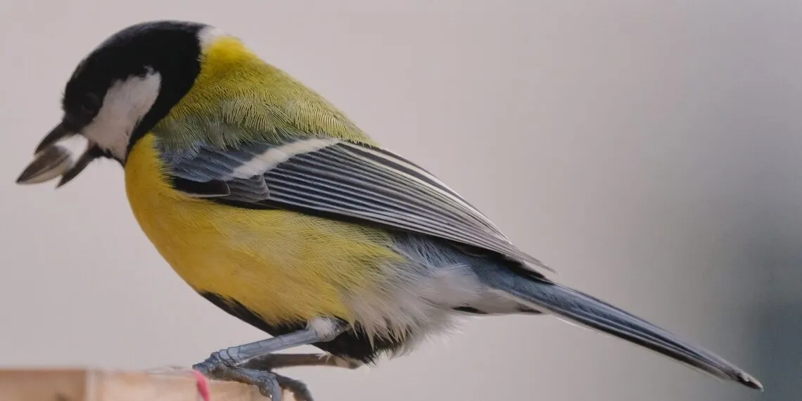 Graines pour oiseaux du jardin avec mésange charbonnière près d’une mangeoire