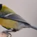 Graines pour oiseaux du jardin avec mรฉsange charbonniรจre prรจs dโune mangeoire