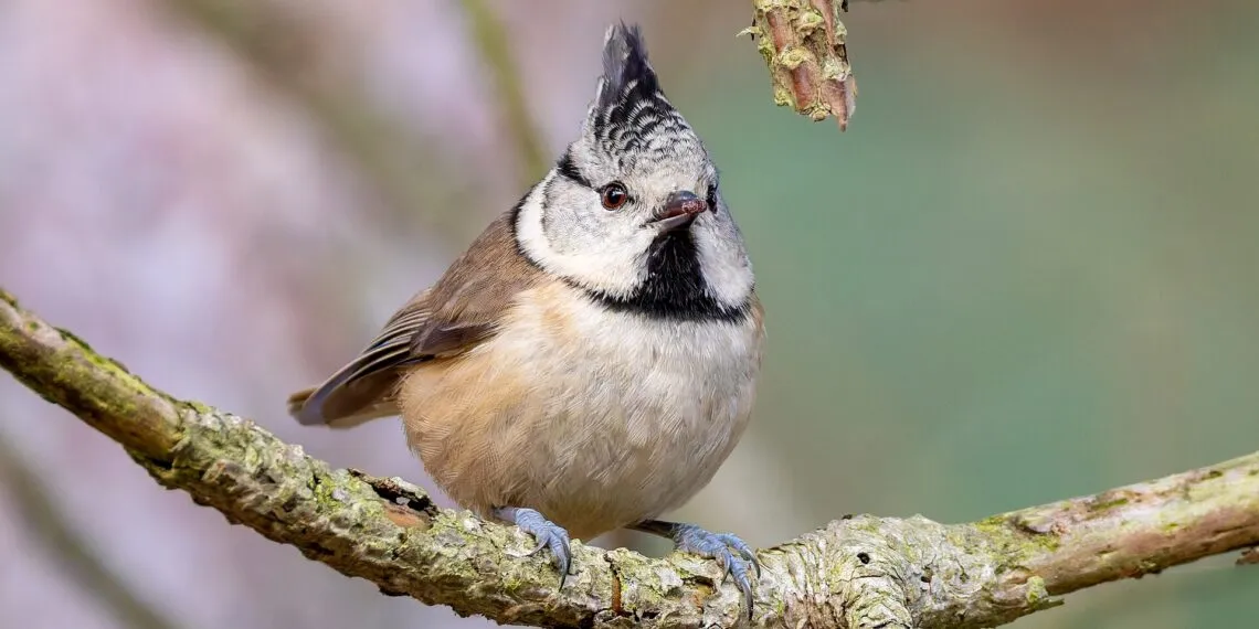 mésange huppée pour oiseaux du jardin