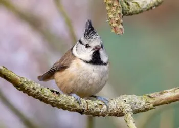 mรฉsange huppรฉe pour oiseaux du jardin