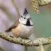 mรฉsange huppรฉe pour oiseaux du jardin