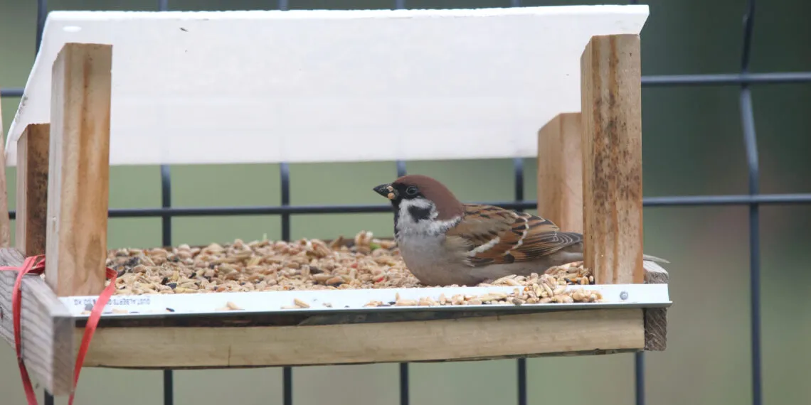 Moineau friquet posรฉ dans une mangeoire de jardin, avec la tรชte brun chaud visible.