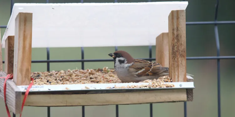 Moineau friquet posé dans une mangeoire de jardin, avec la tête brun chaud visible.