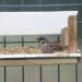 Moineau friquet posรฉ dans une mangeoire de jardin, avec la tรชte brun chaud visible.