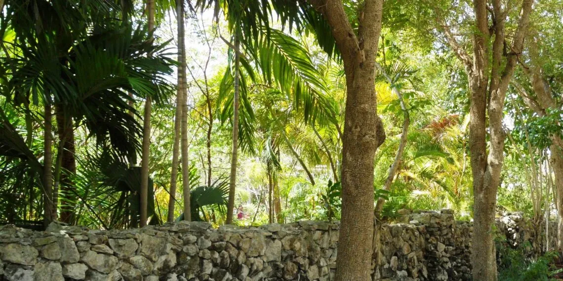 Mur en pierre sรจche bordรฉ de vรฉgรฉtation basse.