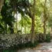 Mur en pierre sรจche bordรฉ de vรฉgรฉtation basse.