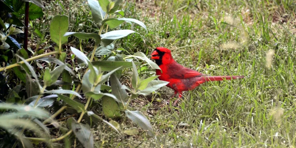 Nettoyer une mangeoire pour oiseaux : frรฉquence, mรฉthode et erreurs sanitaires