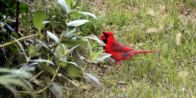 Nettoyer une mangeoire pour oiseaux : fréquence, méthode et erreurs sanitaires