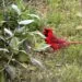 Nettoyer une mangeoire pour oiseaux : frรฉquence, mรฉthode et erreurs sanitaires