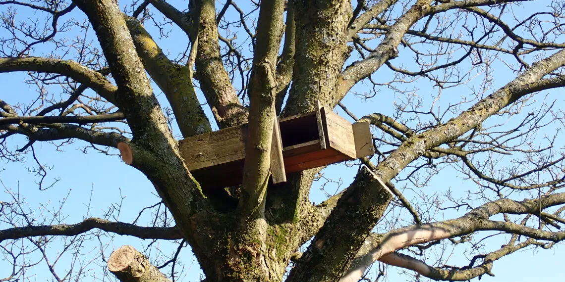 Nichoir en bois installรฉ dans un arbre pour observer les oiseaux