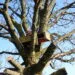 Nichoir en bois installรฉ dans un arbre pour observer les oiseaux