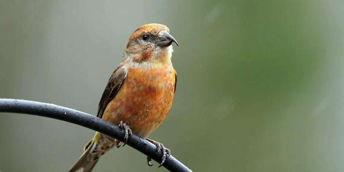 nourrir les oiseaux quand il pleut - image paysage pour illustrer nourrir les oiseaux quand il pleut plusieurs jours