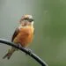 nourrir les oiseaux quand il pleut - image paysage pour illustrer nourrir les oiseaux quand il pleut plusieurs jours