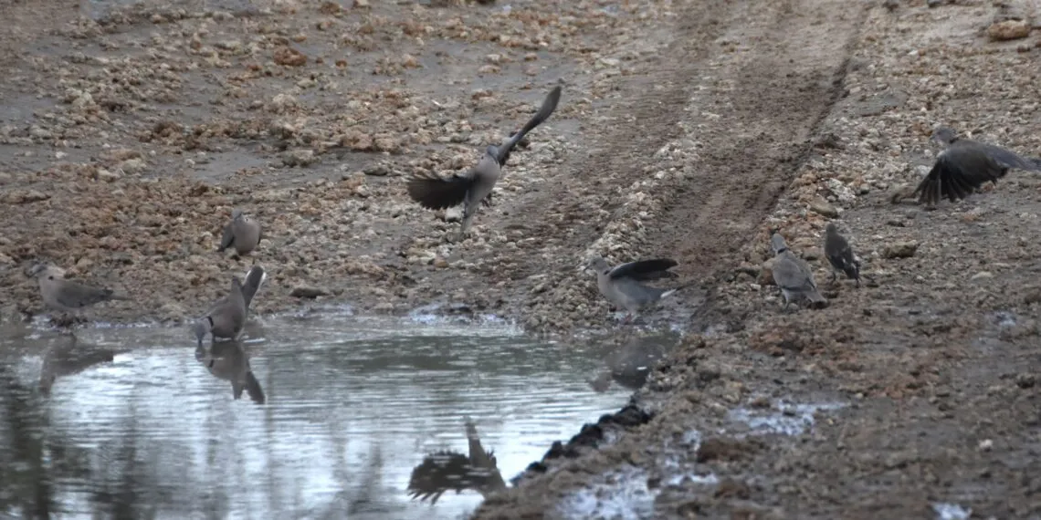 Petit oiseau debout au bord d’une flaque peu profonde sur un sol humide.