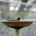 Oiseau se baignant dans une eau peu profonde, exemple de bain dโoiseaux adaptรฉ au jardin