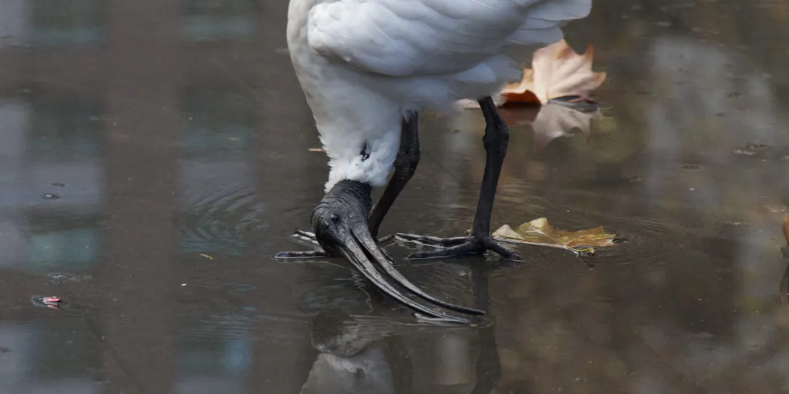 Ibis blanc dโAustralie buvant dans une flaque dโeau peu profonde sur un sol urbain.