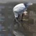 Ibis blanc dโAustralie buvant dans une flaque dโeau peu profonde sur un sol urbain.
