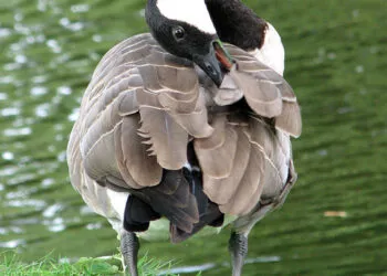 Oie blanche courbant le cou pour lisser les plumes de son aile.