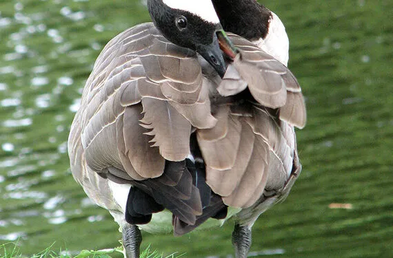 Oie blanche courbant le cou pour lisser les plumes de son aile.