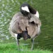 Oie blanche courbant le cou pour lisser les plumes de son aile.
