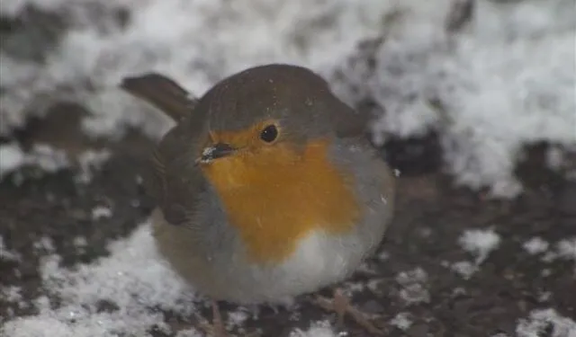 Oiseaux se gonflent en hiver pour conserver la chaleur dans leur plumage