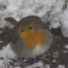 Oiseaux se gonflent en hiver pour conserver la chaleur dans leur plumage