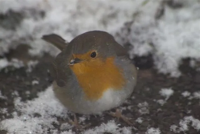 Oiseaux se gonflent en hiver pour conserver la chaleur dans leur plumage