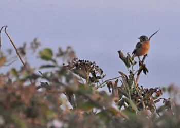 Petit oiseau posรฉ sur une branche portant des grappes de baies de sureau sombres.
