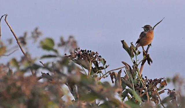 Petit oiseau posé sur une branche portant des grappes de baies de sureau sombres.
