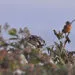 Petit oiseau posรฉ sur une branche portant des grappes de baies de sureau sombres.