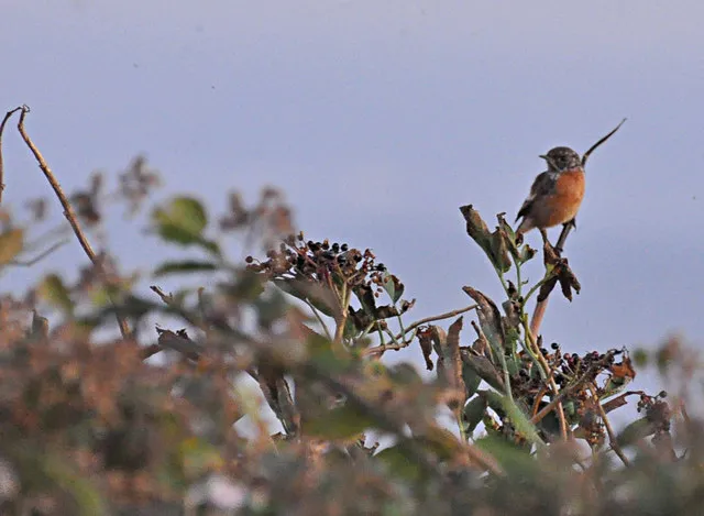 Petit oiseau posé sur une branche portant des grappes de baies de sureau sombres.