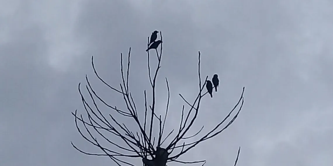 Petit oiseau posé sur une branche sèche dégagée.