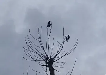 Petit oiseau posรฉ sur une branche sรจche dรฉgagรฉe.