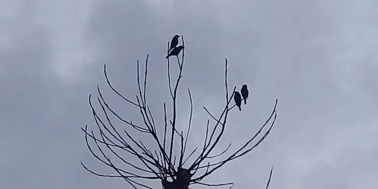 Petit oiseau posé sur une branche sèche dégagée.